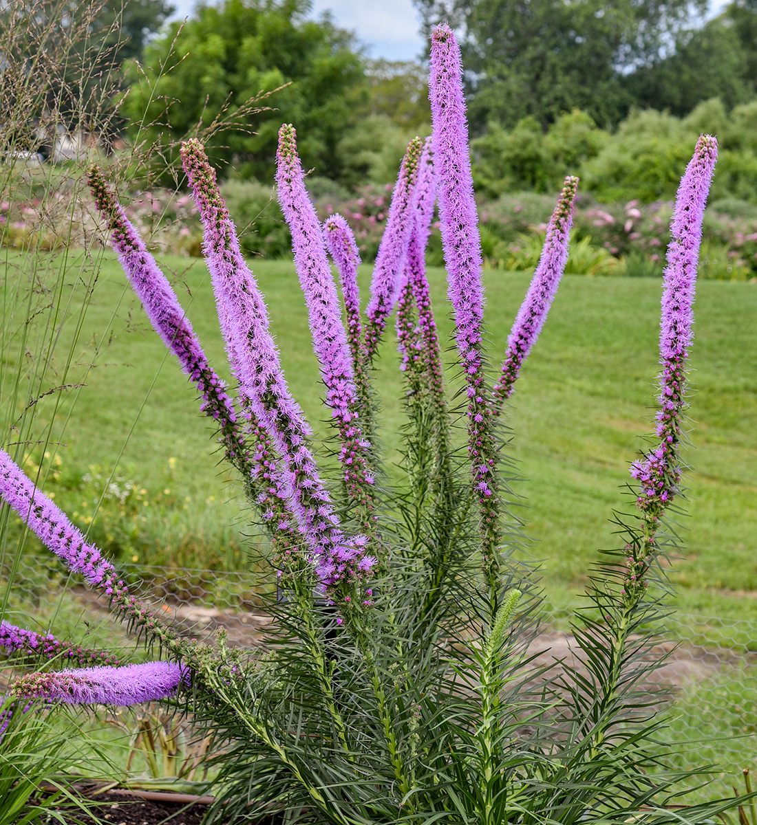 The Best New Plants for 2025 11 Lavender Glowsticks blazing star