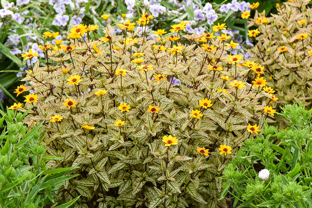 The Best New Plants for 2025 13 Touch of Blush false sunflower