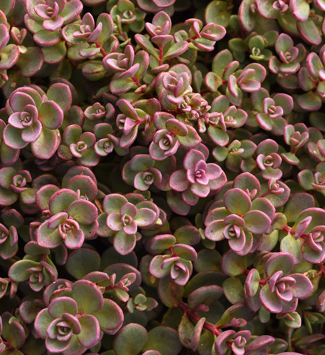 The Best New Plants for 2025 12 Shamrock stonecrop sedum
