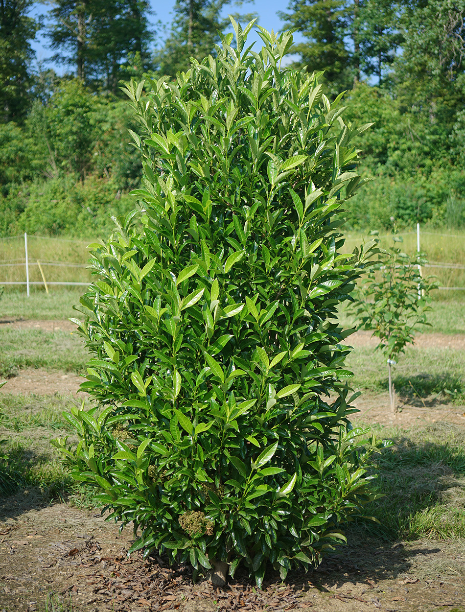 The Best New Plants for 2025 14 Yardline viburnum