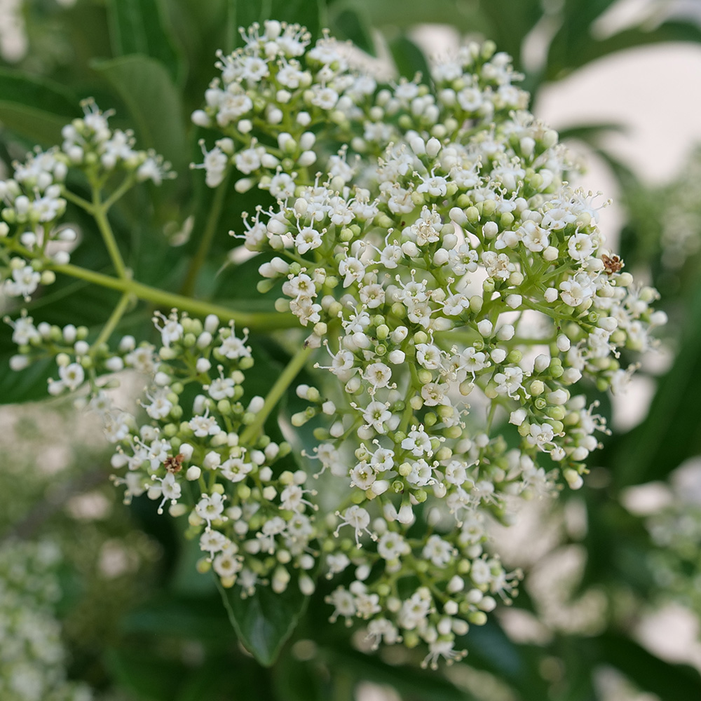 The Best New Plants for 2025 15 Yardline viburnum flower