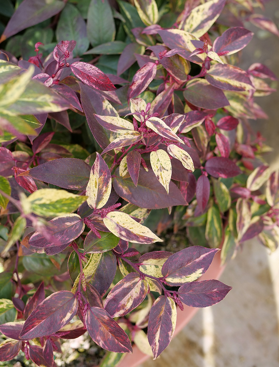 The Best New Plants for 2025 16 Paisley Pup leucothoe