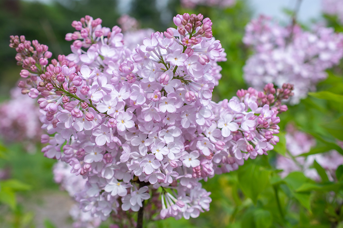 The Best New Plants for 2025 17 New Age Pink Flush lilac