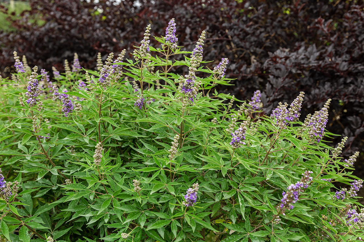 The Best New Plants for 2025 18 Violet Mist chastetree