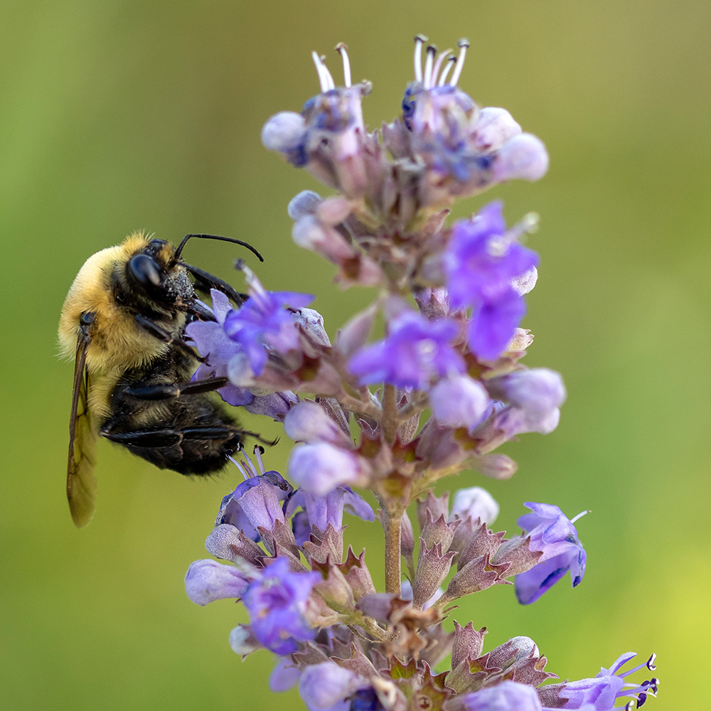 The Best New Plants for 2025 19 bee on spire of light purple flowers