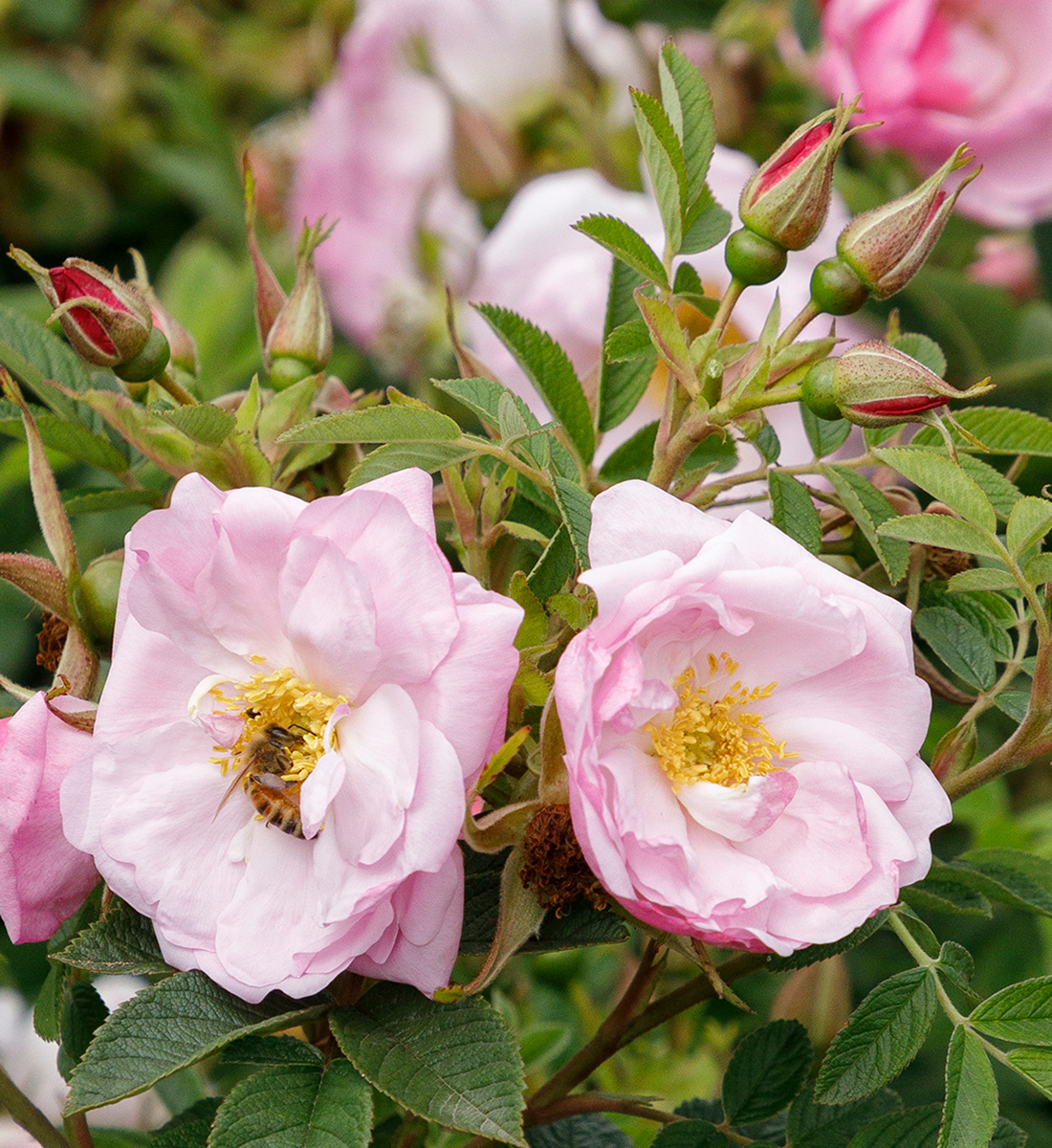 The Best New Plants for 2025 20 Seaside Swirl Blush rugosa rose