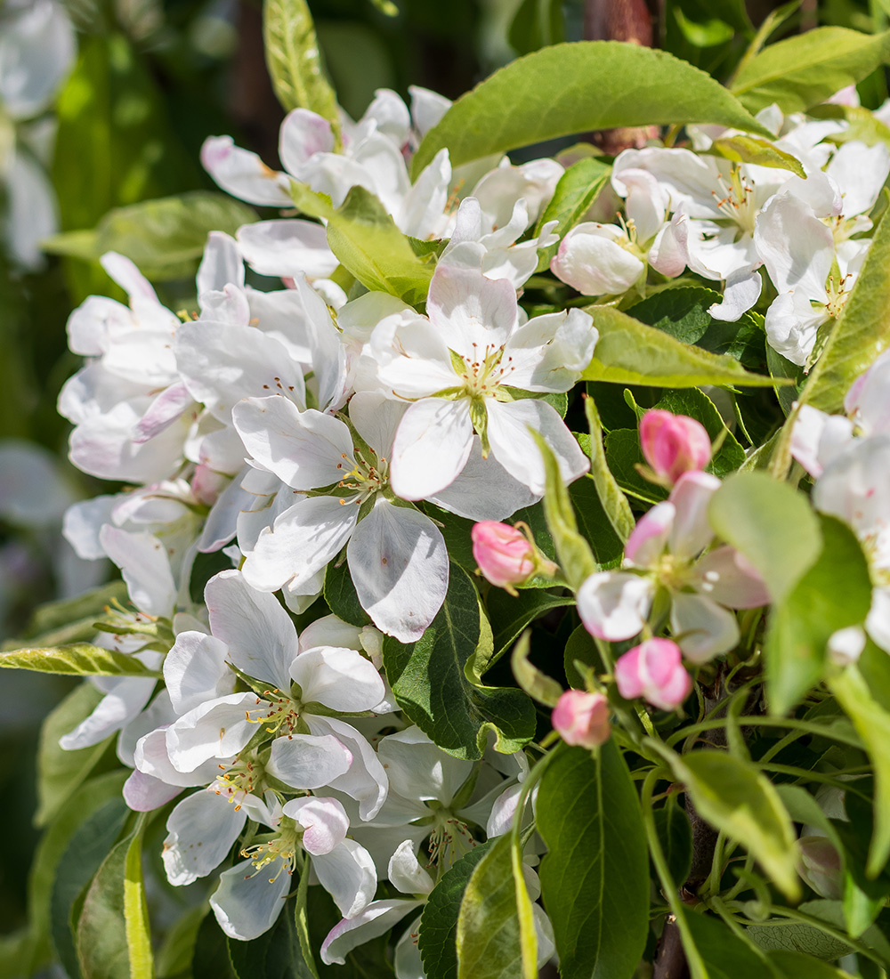 The Best New Plants for 2025 22 Green Wall Spire crabapple flowers