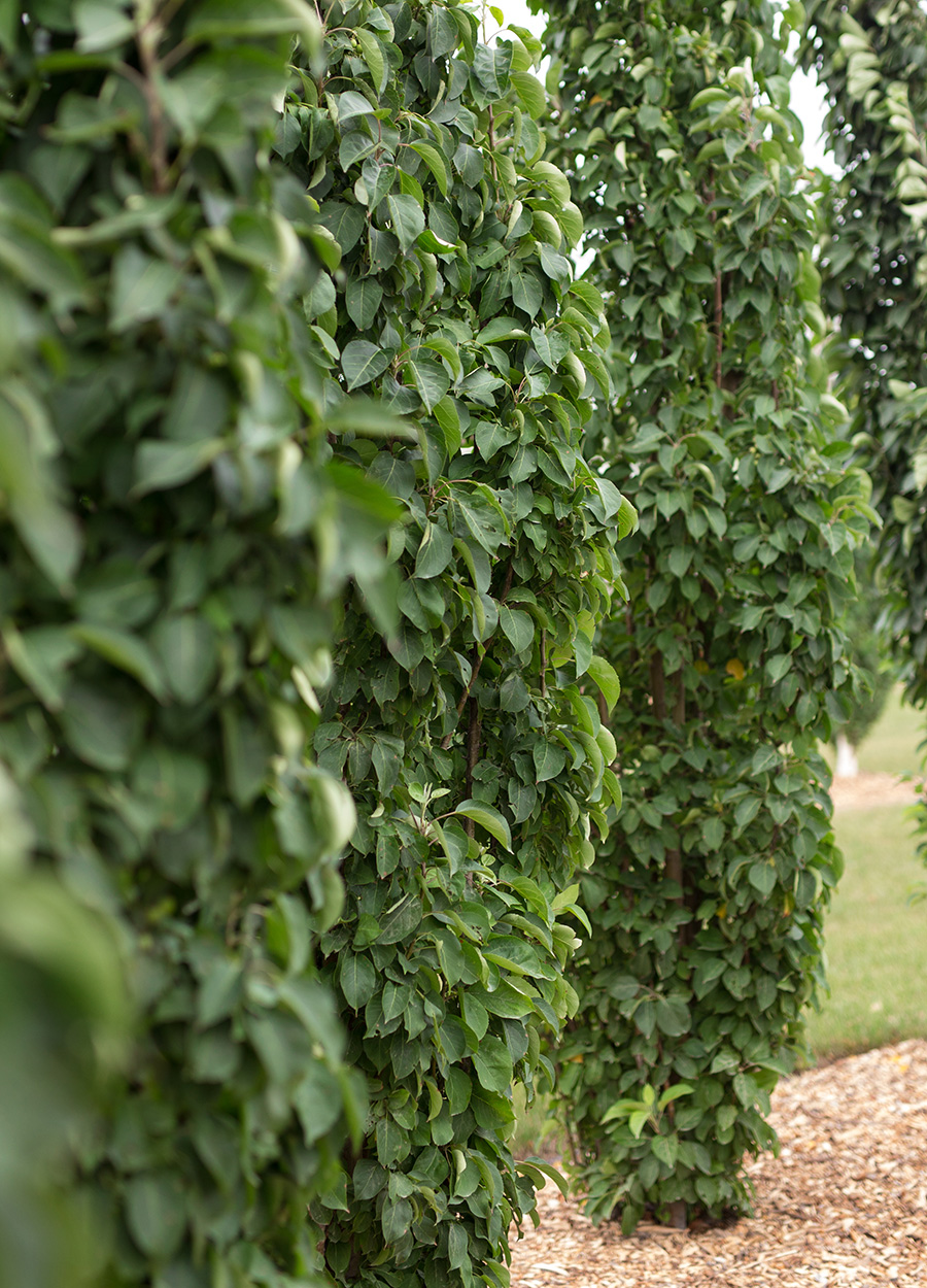 The Best New Plants for 2025 21 Green Wall Spire crabapple