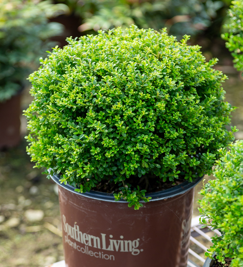 The Best New Plants for 2025 23 Mini Touch Japanese holly