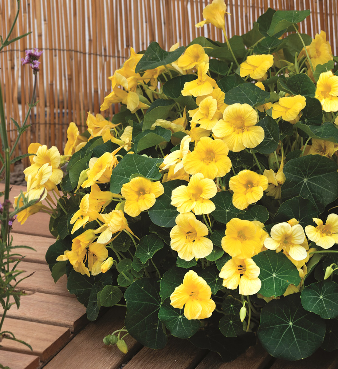 The Best New Plants for 2025 25 Baby Yellow nasturtium