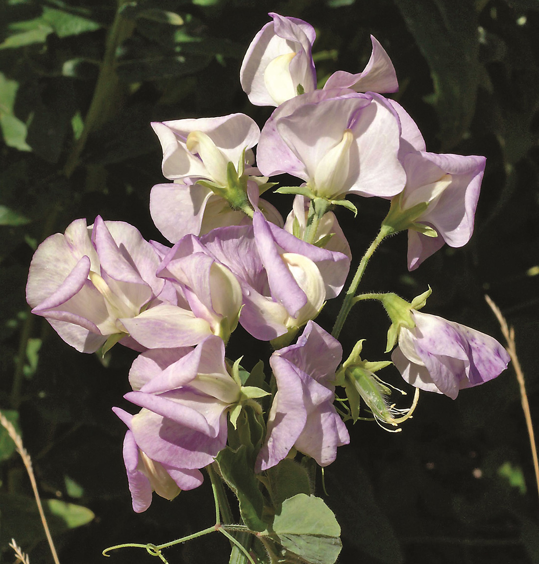 The Best New Plants for 2025 24 High Scent sweet pea