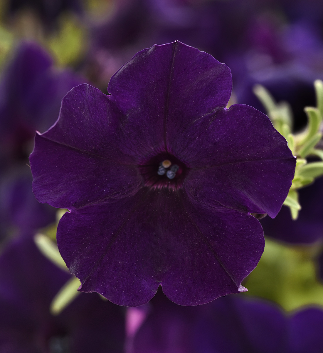 The Best New Plants for 2025 26 Easy Wave Navy Velour petunia