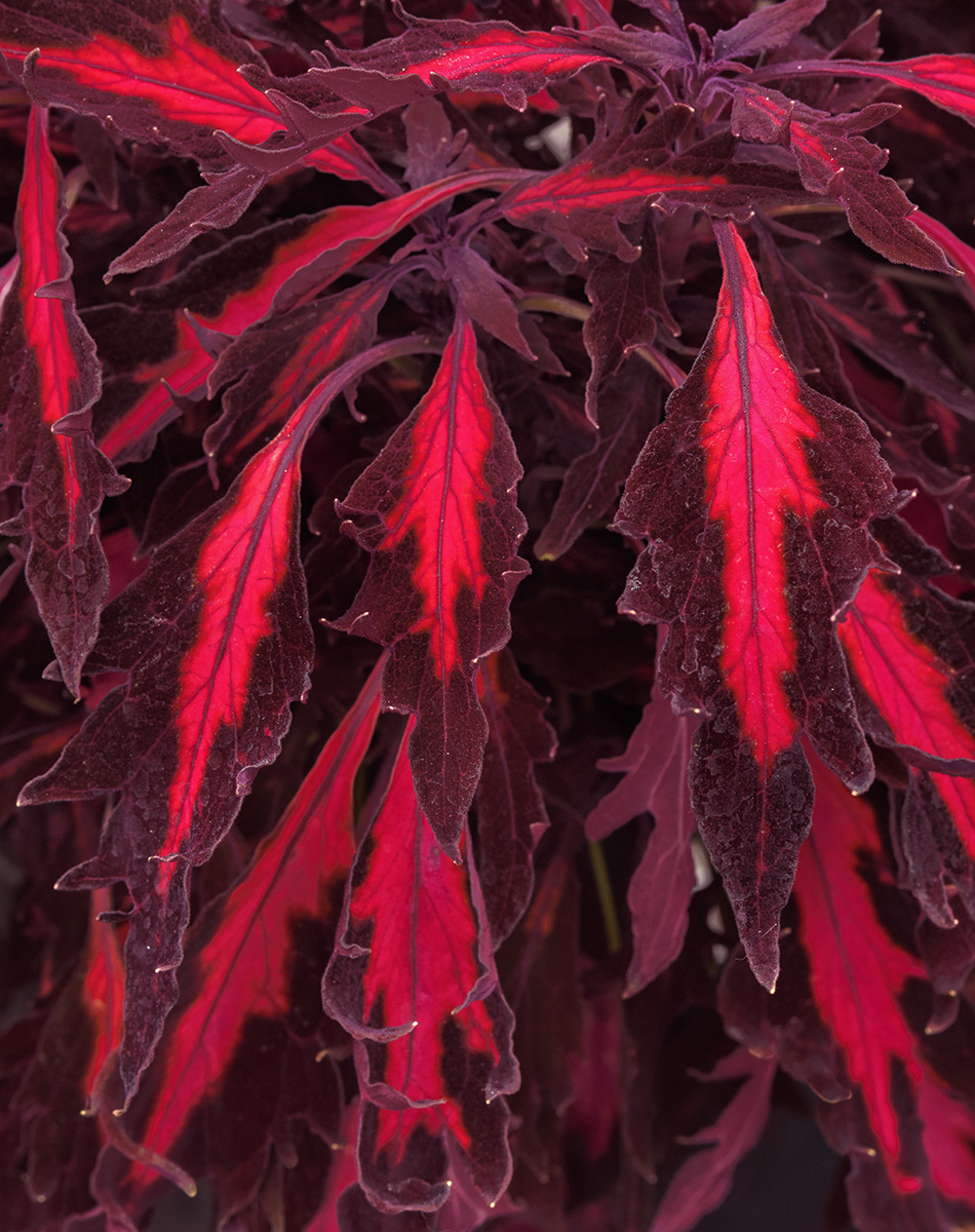 The Best New Plants for 2025 27 Flamethrower Adobo Pink coleus