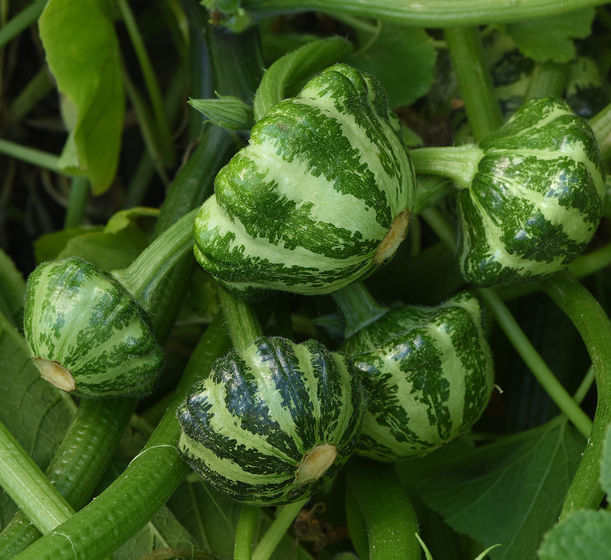 The Best New Plants for 2025 28 Green Lightning squash