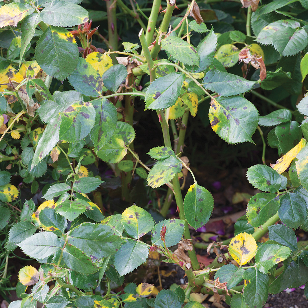 Verhindern die Ausbreitung von Pflanzenkrankheiten 4 Schwarze Fleck auf Rosen