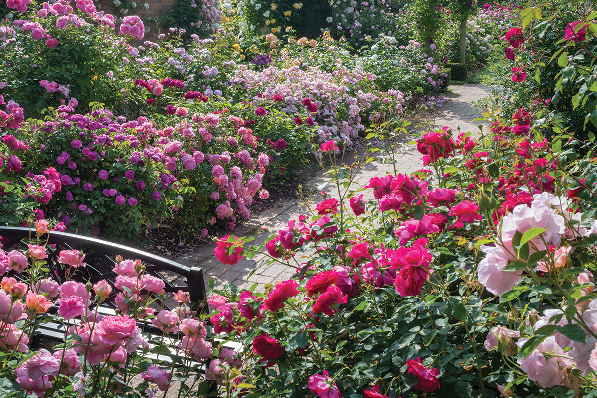 Verhindern die Ausbreitung von Pflanzenkrankheiten 5 Großer Rosengarten