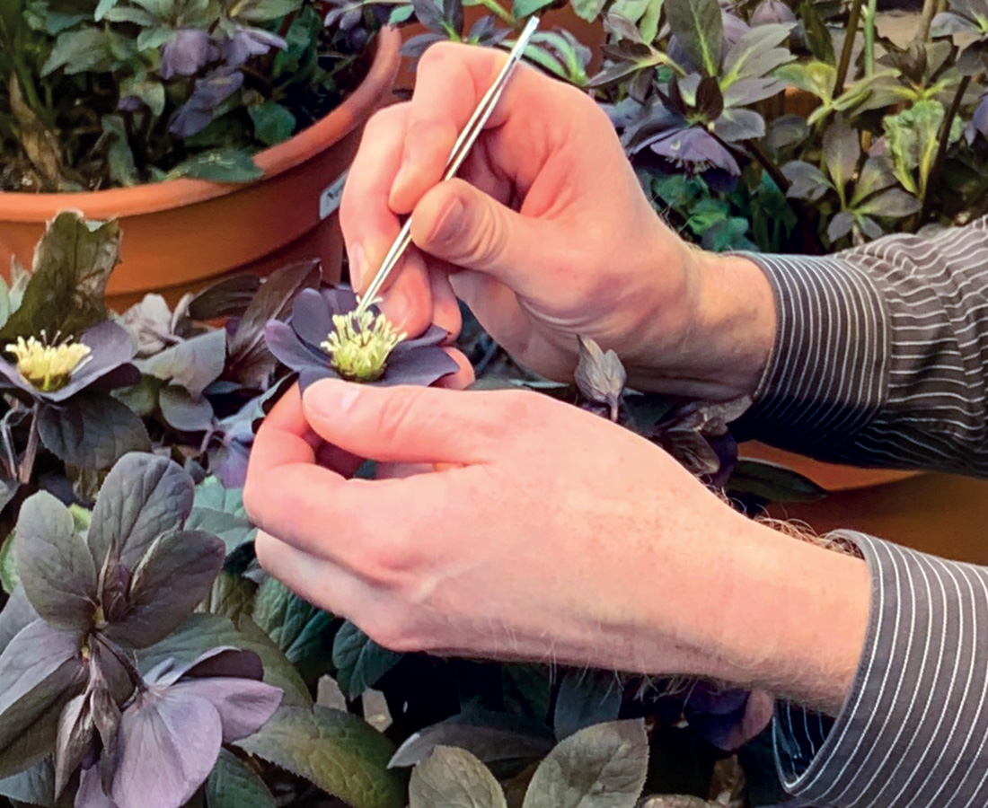 Wie werden krankheitsresistente Pflanzen erzeugt? 4 Samen aus Hellebore extrahieren