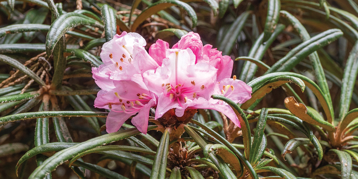 Wie werden krankheitsresistente Pflanzen erzeugt? 5 Nahaufnahme von Makino Rhododendron Bloom