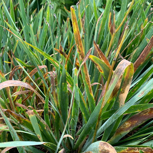 Iris Leaf Spot richtet sich nach besonders feuchten Sommer.