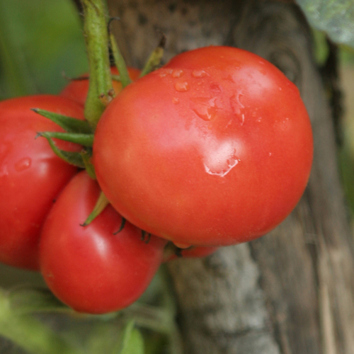 Bradywine Tomate