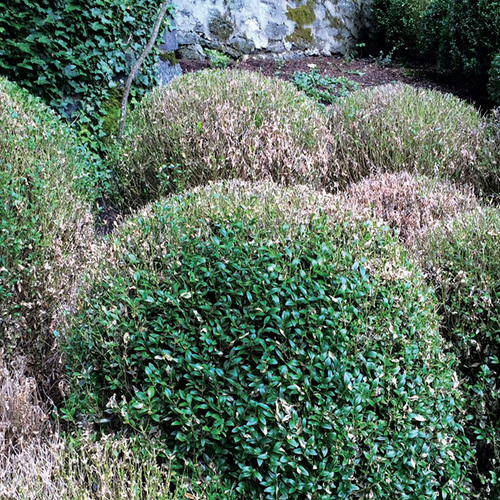 Boxwälder mit Boxholzfäule