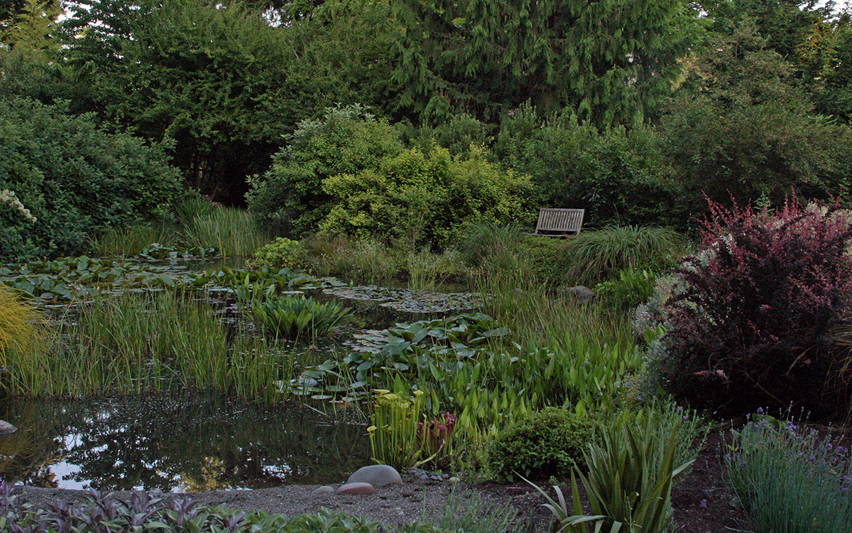 Machen Sie es wild: Wie erstellt man einen einfachen Wildlife -Teich 4 Großer Gartenteich mit umliegenden Pflanzen und kleinem Strand, der zu Wasser führt