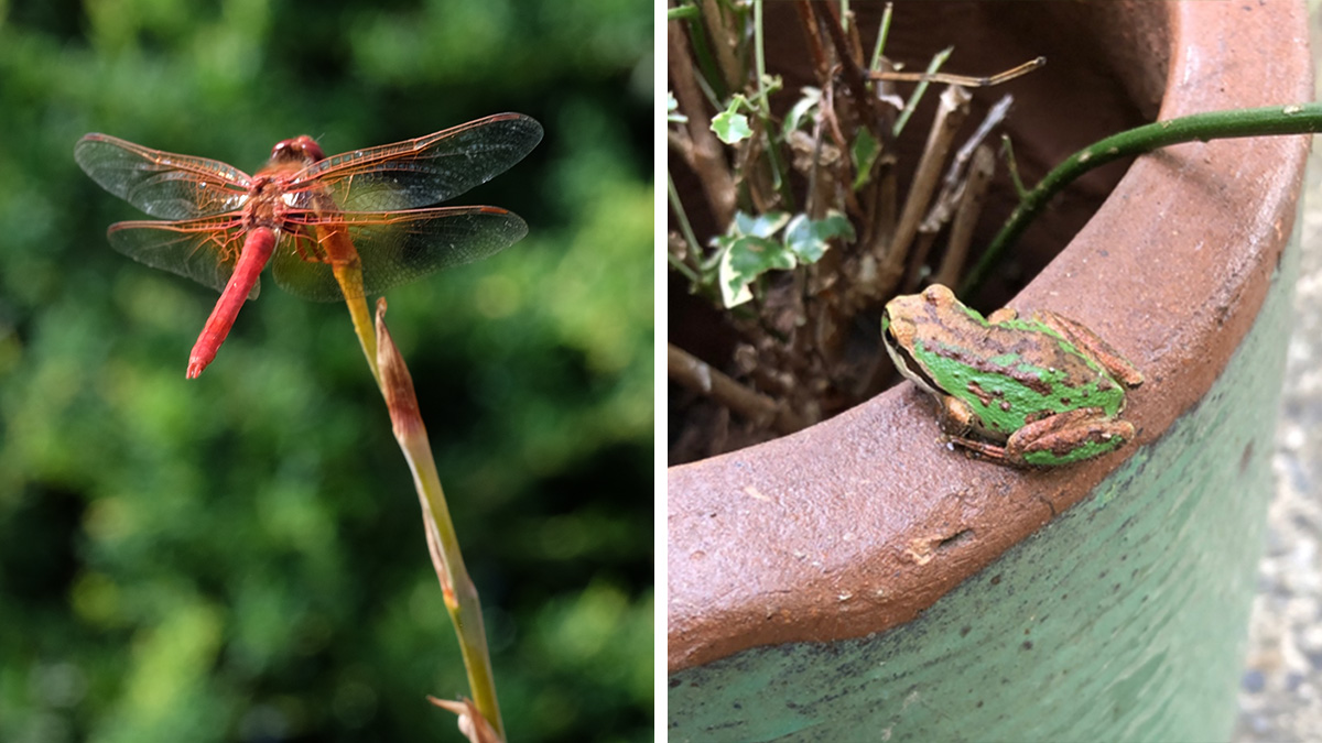 Machen Sie es wild: Wie erstellt man einen einfachen Wildlife -Teich 6 Libelle und Frosch