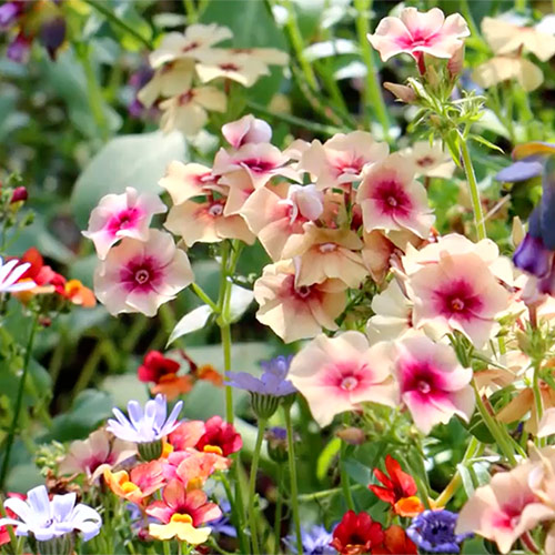 Garten mit Blumengefüllter Garten