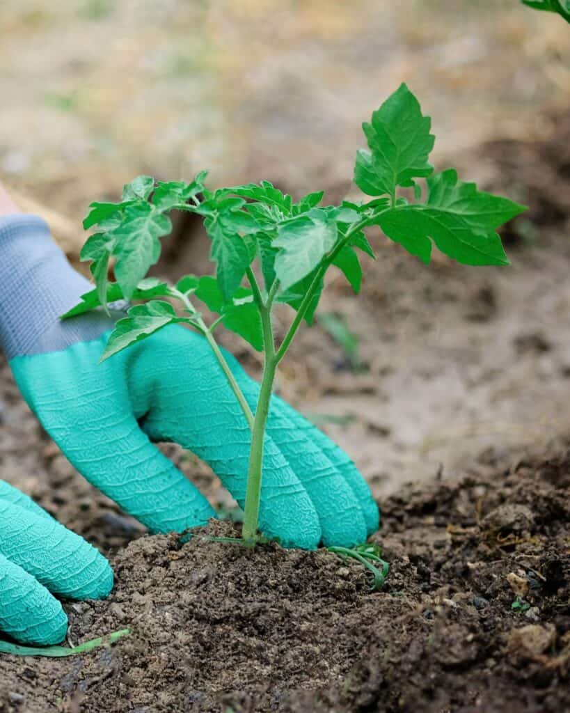 1743900449 564 Der richtige Weg Tomaten fur hoch aufragende 8 Fus Pflanzen