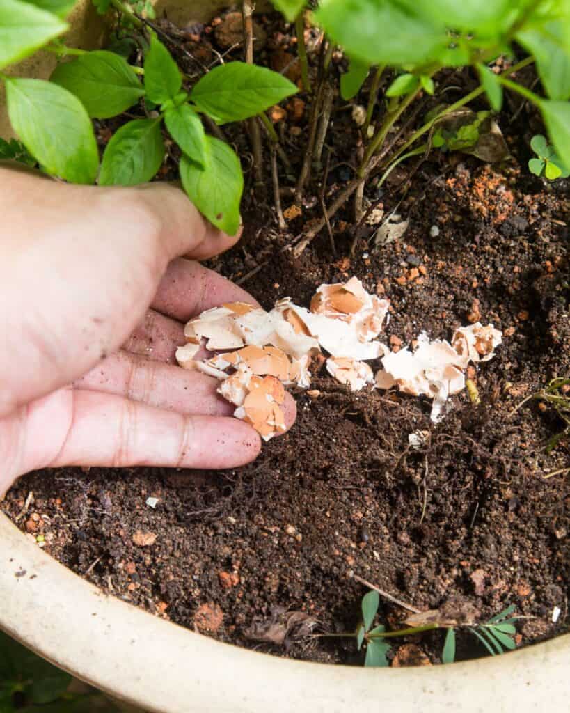 1743900450 168 Der richtige Weg Tomaten fur hoch aufragende 8 Fus Pflanzen