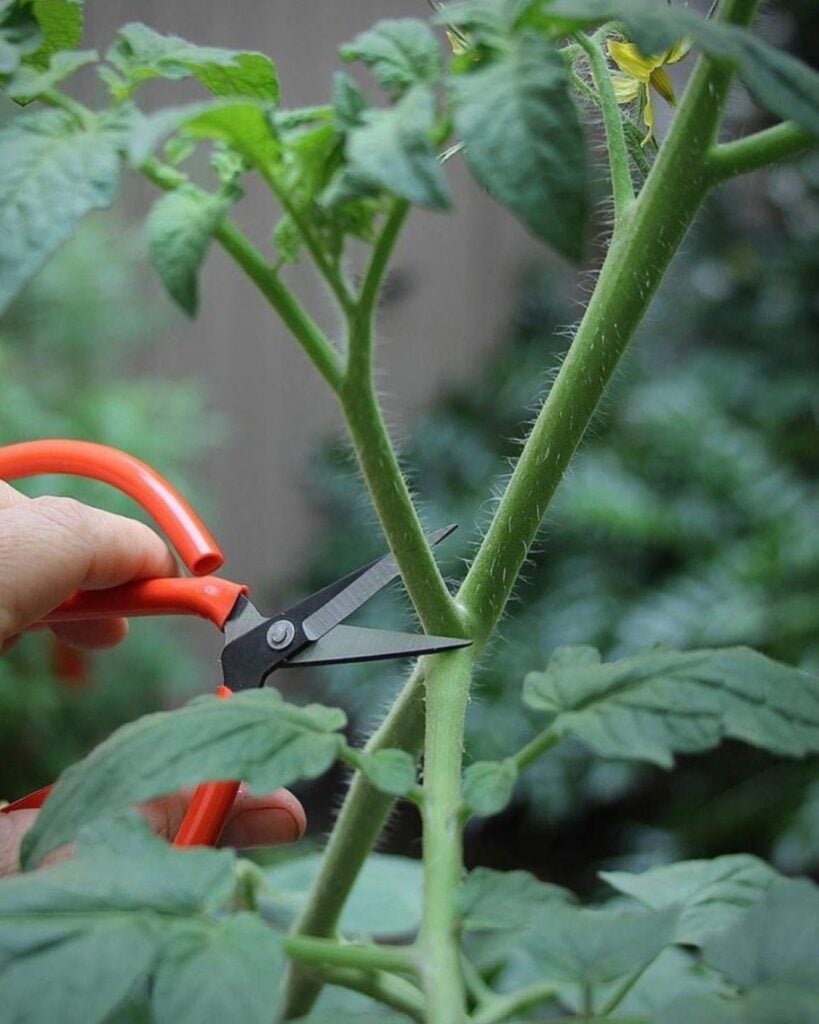 1743900450 225 Der richtige Weg Tomaten fur hoch aufragende 8 Fus Pflanzen