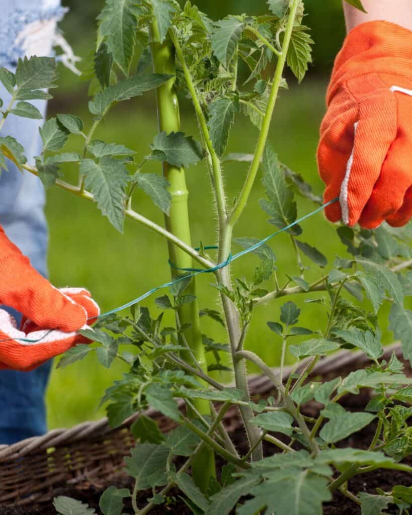 1743900450 334 Der richtige Weg Tomaten fur hoch aufragende 8 Fus Pflanzen
