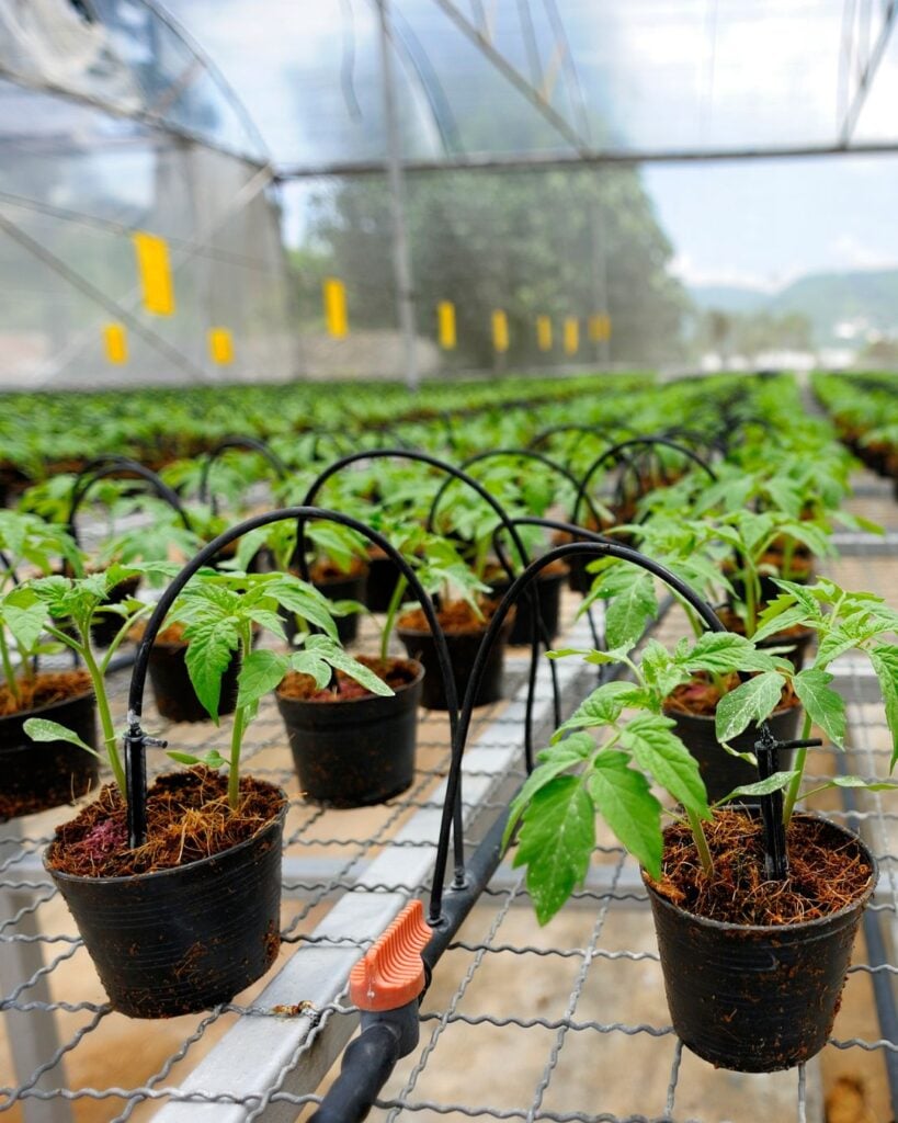 1743900450 755 Der richtige Weg Tomaten fur hoch aufragende 8 Fus Pflanzen
