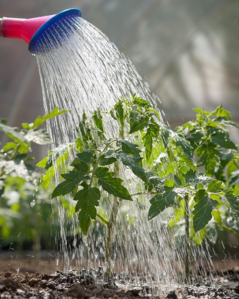 1743900450 922 Der richtige Weg Tomaten fur hoch aufragende 8 Fus Pflanzen
