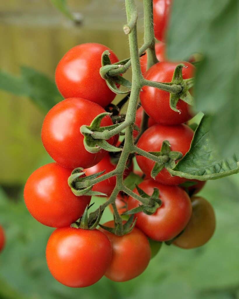 1743900451 906 Der richtige Weg Tomaten fur hoch aufragende 8 Fus Pflanzen