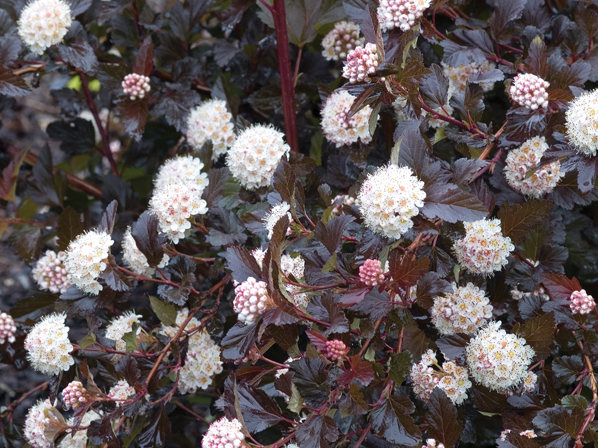 Nichtinvasive Alternativen zu Privet Hecke 6 Strauch mit dunklem Laub und hellrosa bis weiße Blumen