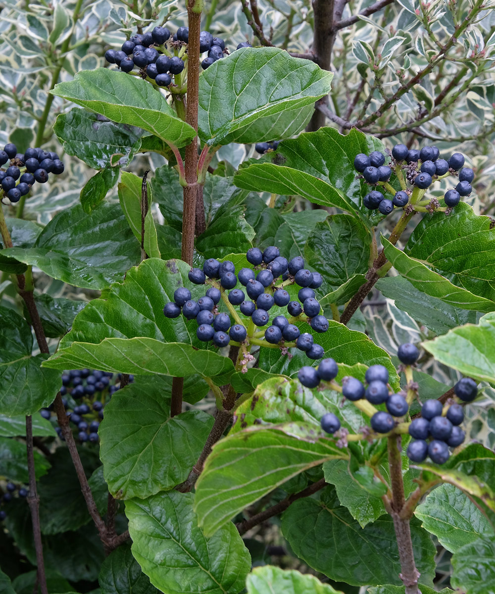 Nichtinvasive Alternativen zu Privet Hecke 5 Nahaufnahme von tiefen blauen Beeren auf Strauch