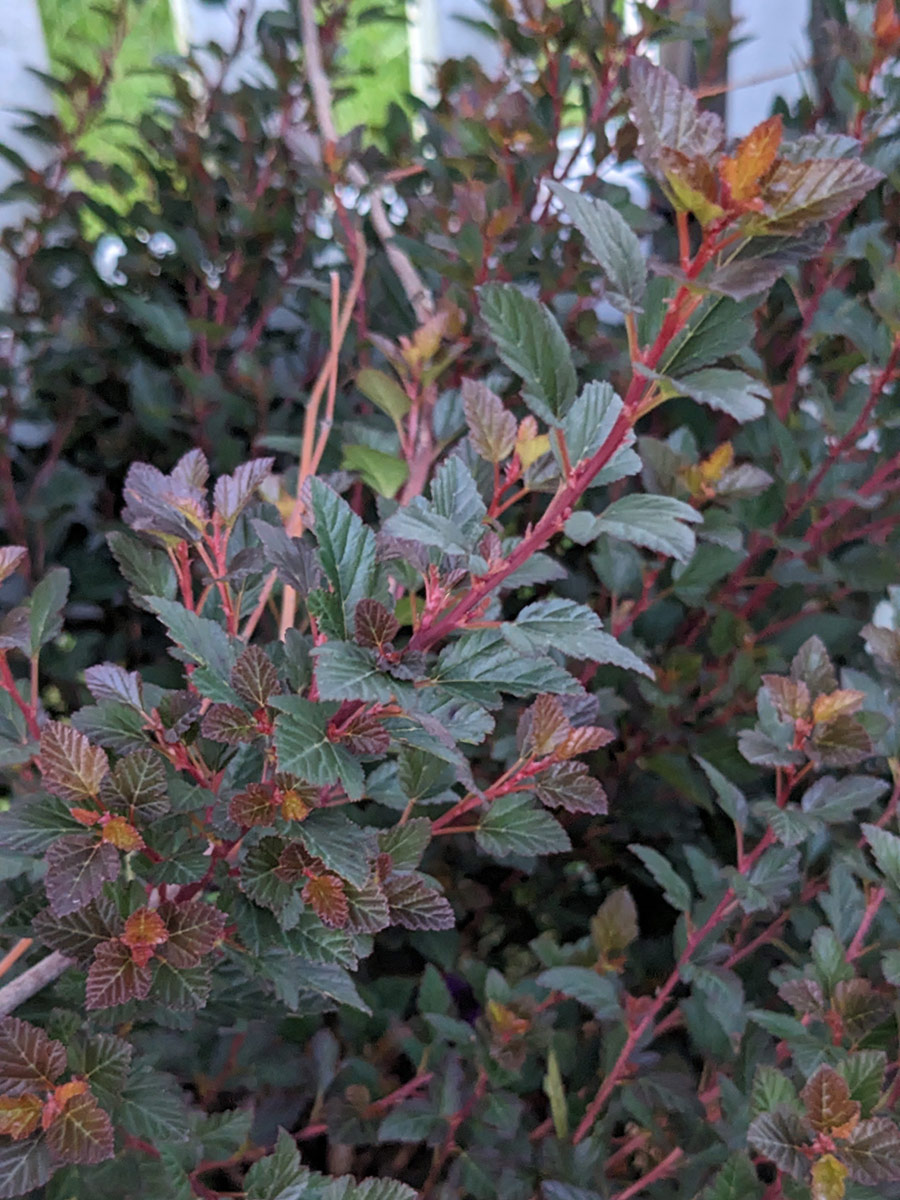 Nichtinvasive Alternativen zu Privet Hecke 7 Nahaufnahme des Strauchs mit mehrfarbigem dunklem Laub