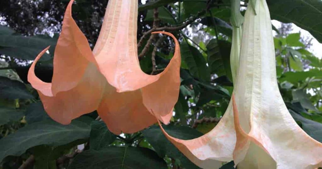 Arten von Engel Trompetenblumen (Brugmansia) 7 Engel Trompetenblume