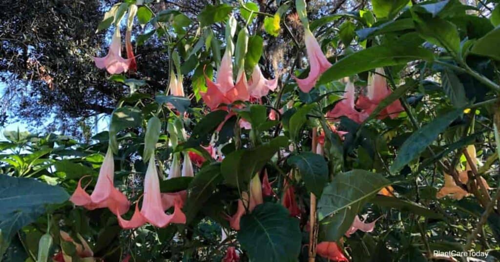 Arten von Engel Trompetenblumen (Brugmansia) 5 Brugmansia Engel Trompete Blume