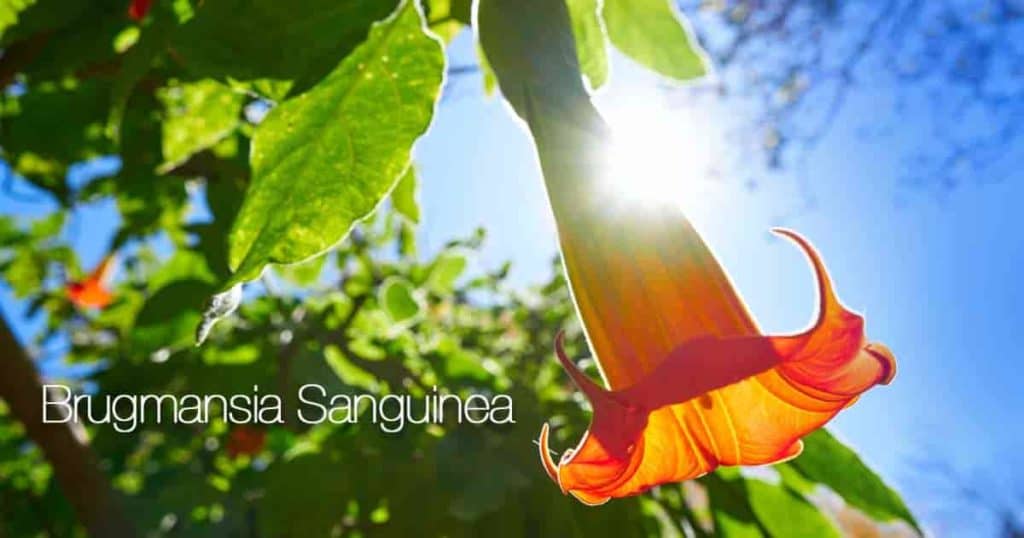 Arten von Engel Trompetenblumen (Brugmansia) 9 Blüte Brugmansia Sanguinea (ROT ANGEL POMPLET)