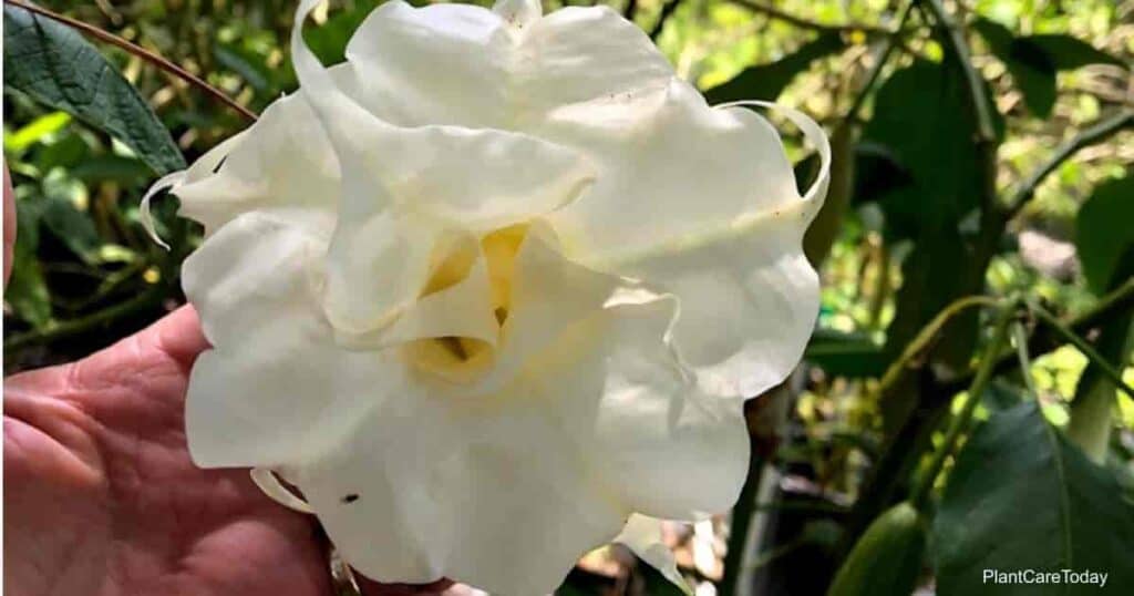 Arten von Engel Trompetenblumen (Brugmansia) 11 Doppelte weiße Brugmansie Blume