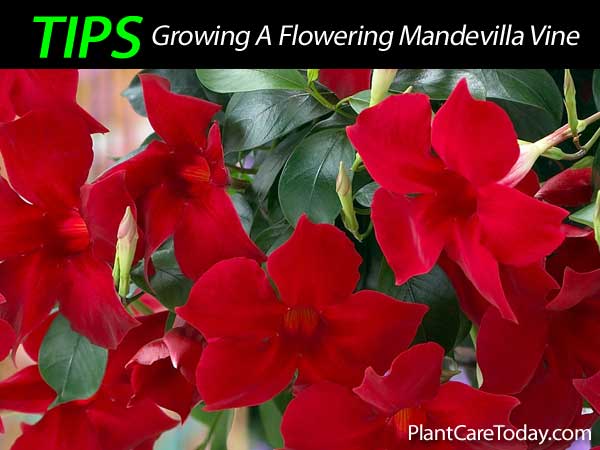 9 Heat-Loving Vines Perfect for Warm Weather Gardens 6 Flowers on a Mandevilla vine