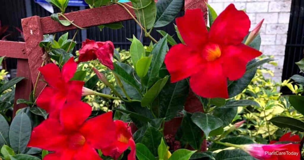 9 Heat-Loving Vines Perfect for Warm Weather Gardens 5 Mandevilla a good warm weather vine