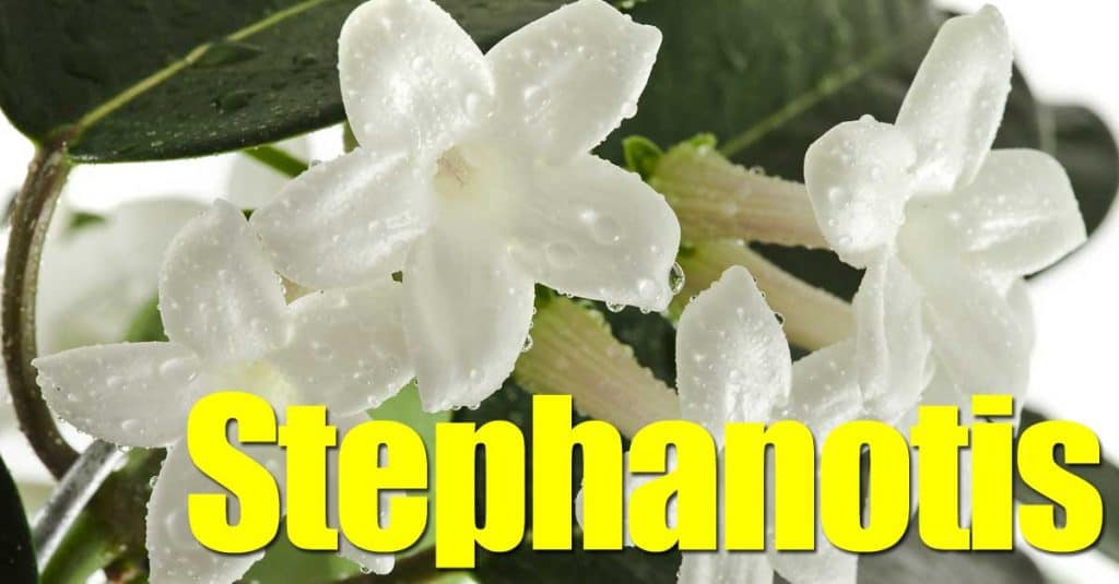 9 Heat-Loving Vines Perfect for Warm Weather Gardens 9 White Bridal veil flower (Stephanotis) up close