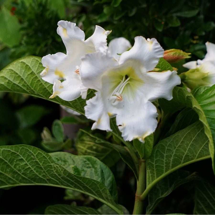 9 Heat-Loving Vines Perfect for Warm Weather Gardens 11 1744938211 487 9 Heat Loving Vines Perfect for Warm Weather Gardens