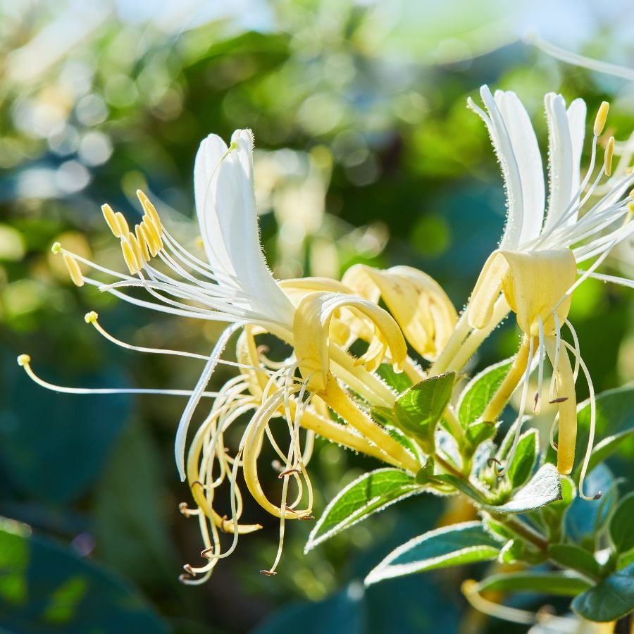 9 Heat-Loving Vines Perfect for Warm Weather Gardens 8 1744938211 626 9 Heat Loving Vines Perfect for Warm Weather Gardens