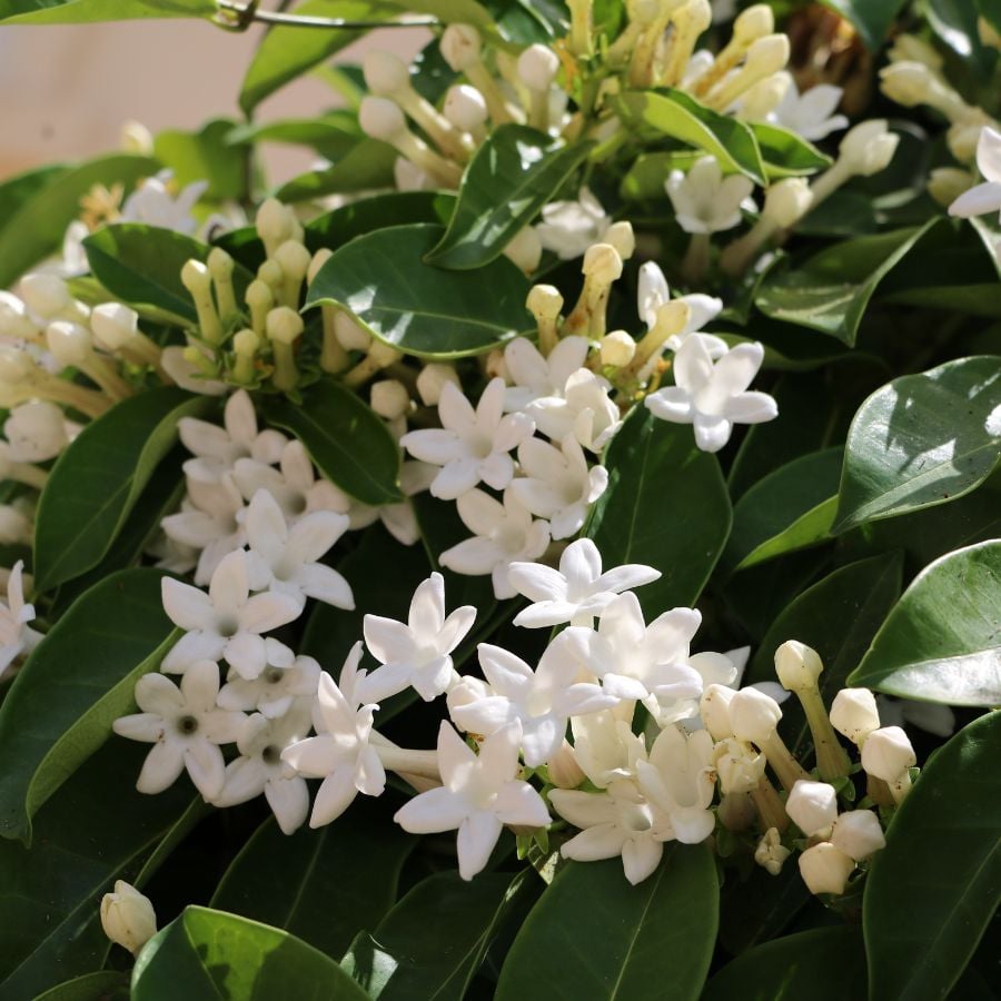 9 Heat-Loving Vines Perfect for Warm Weather Gardens 10 Madagascar Jasmine (Stephanotis floribunda) offers clusters of waxy, star-shaped white flowers with a sweet fragrance. Popular in wedding bouquets, this vine also thrives in containers or hanging baskets. It's a great choice for patios or sunny indoor spaces needing a touch of elegance.