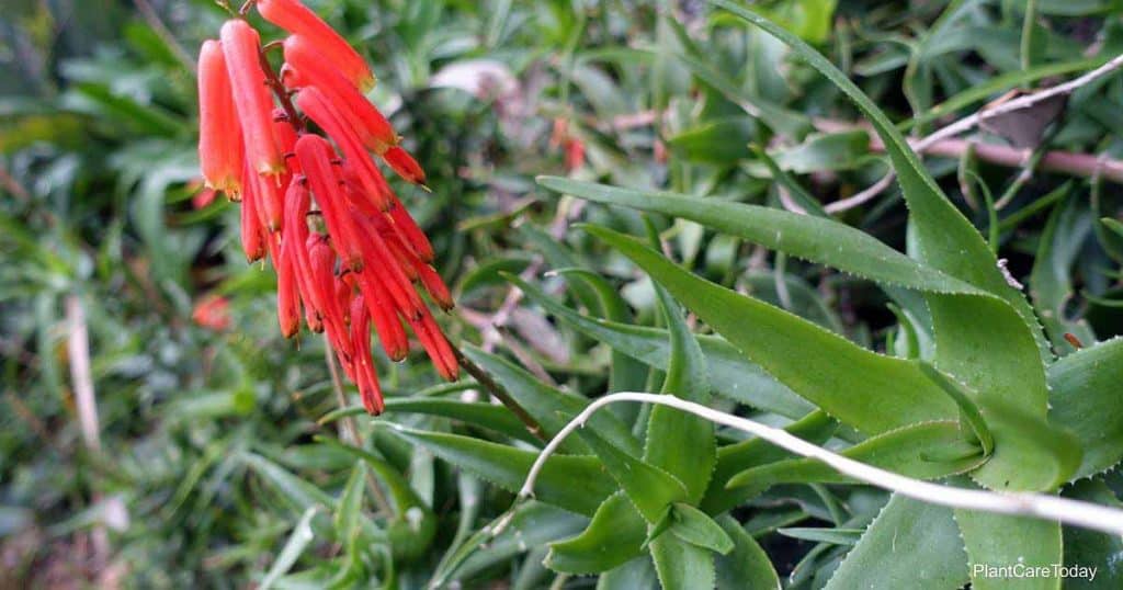 9 Heat-Loving Vines Perfect for Warm Weather Gardens 13 Flowering Aloiampelos Ciliaris (Aloe)