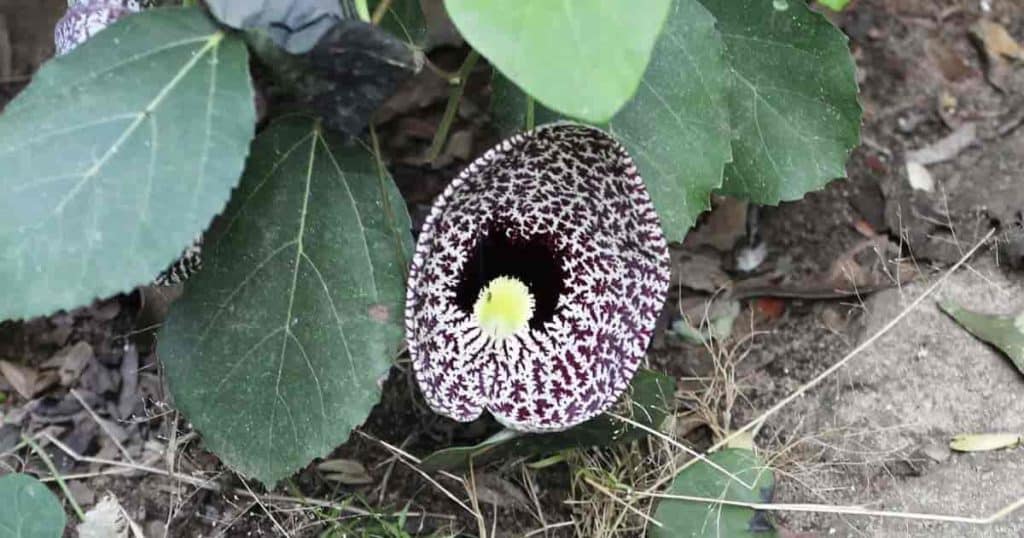 9 Heat-Loving Vines Perfect for Warm Weather Gardens 14 Aristolochia Calico flower